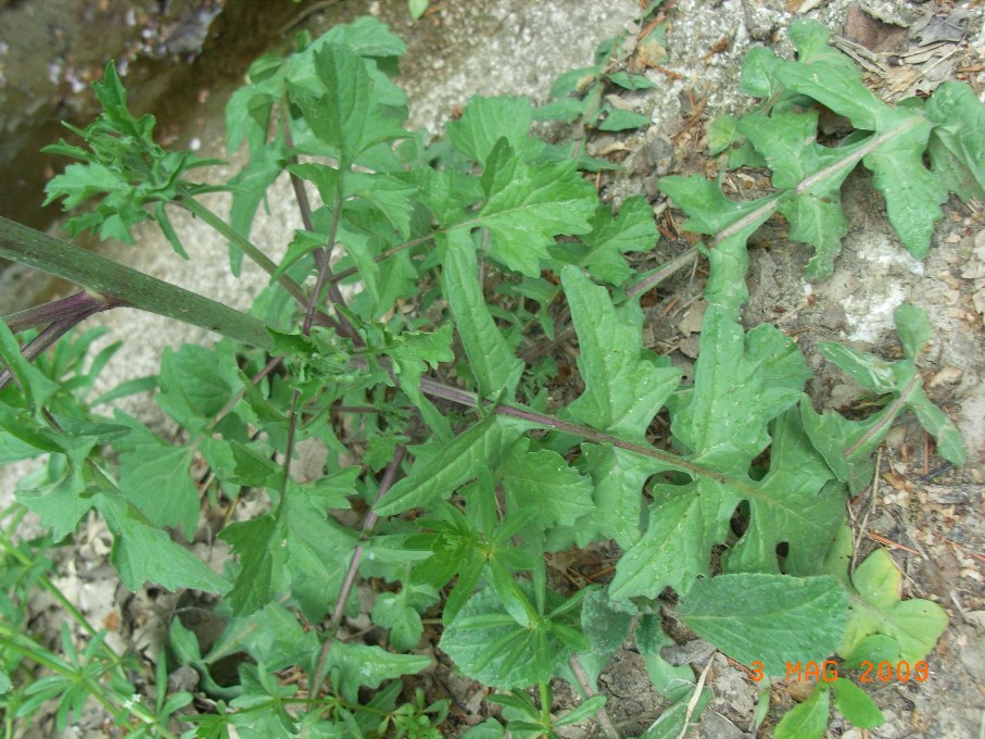 Sisymbrium cfr. officinale